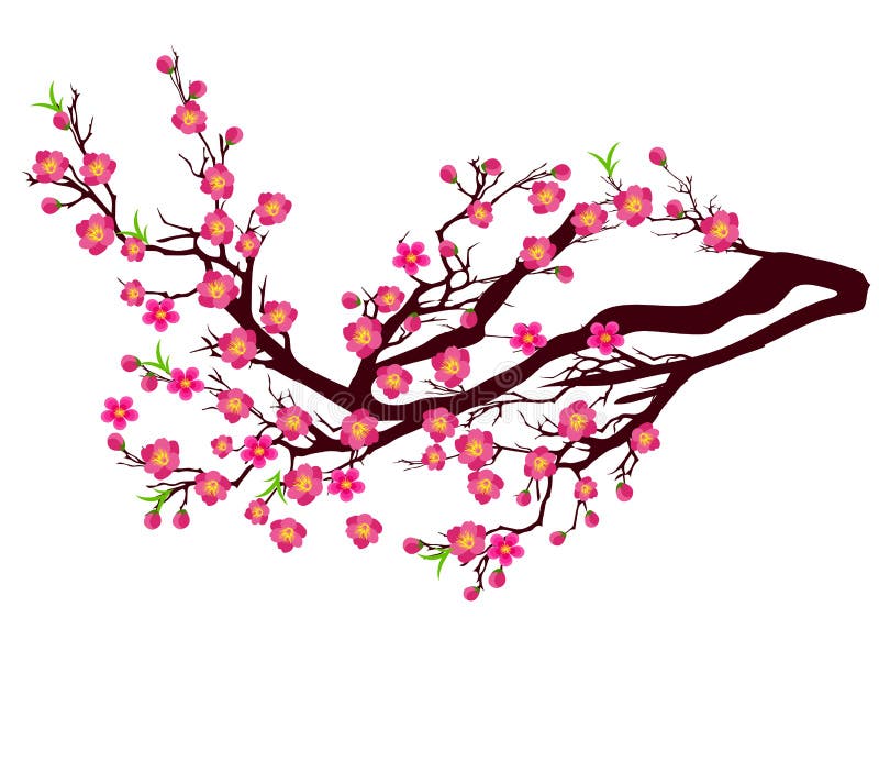 Vector Cherry Blossom for Chinese New Year and Lunar New Year . Stock ...