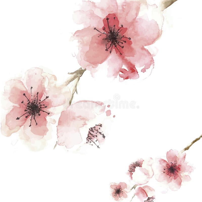 Cherry blossom background in watercolor style Design vector illustration Cherry blossom background in watercolor style Design vector illustration