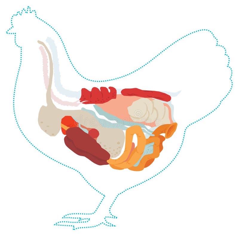 Vector Chicken Anatomy. Digestive System. Stock Vector - Illustration