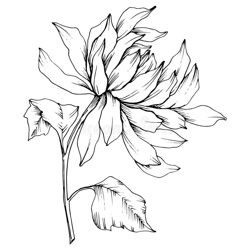 Black White Sketch Chrysanthemum Stock Illustrations – 847 Black White ...