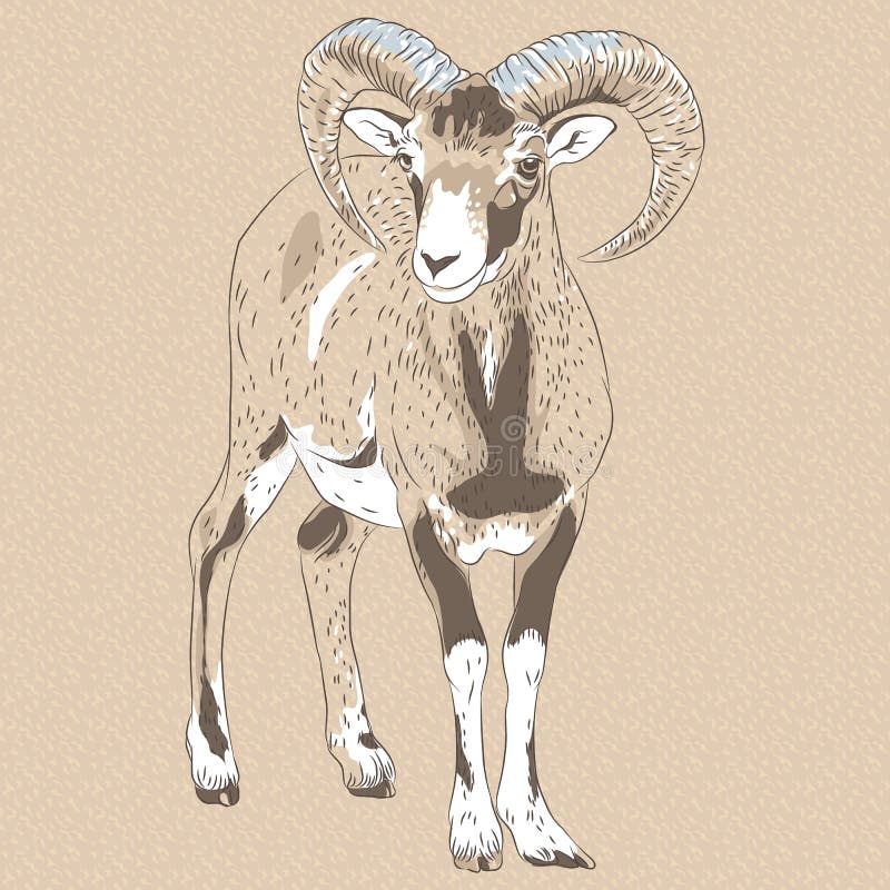 Vector closeup portrait of funny Alpine ibex vector illustration