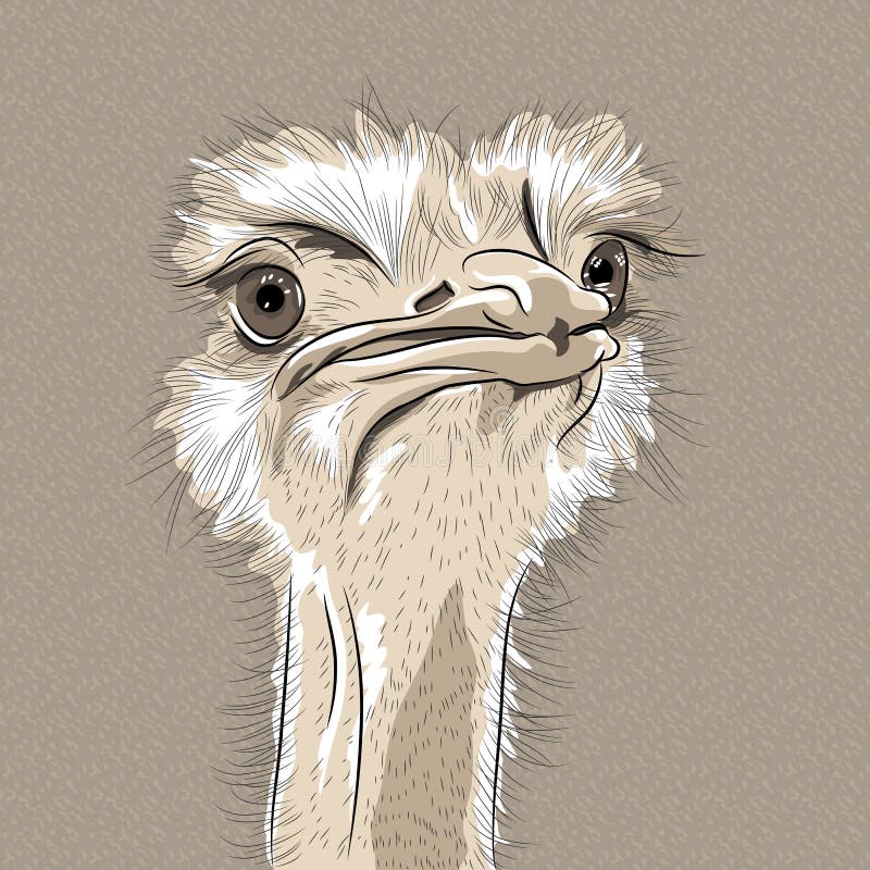 Vector closeup portrait of funny Ostrich Bird royalty free illustration