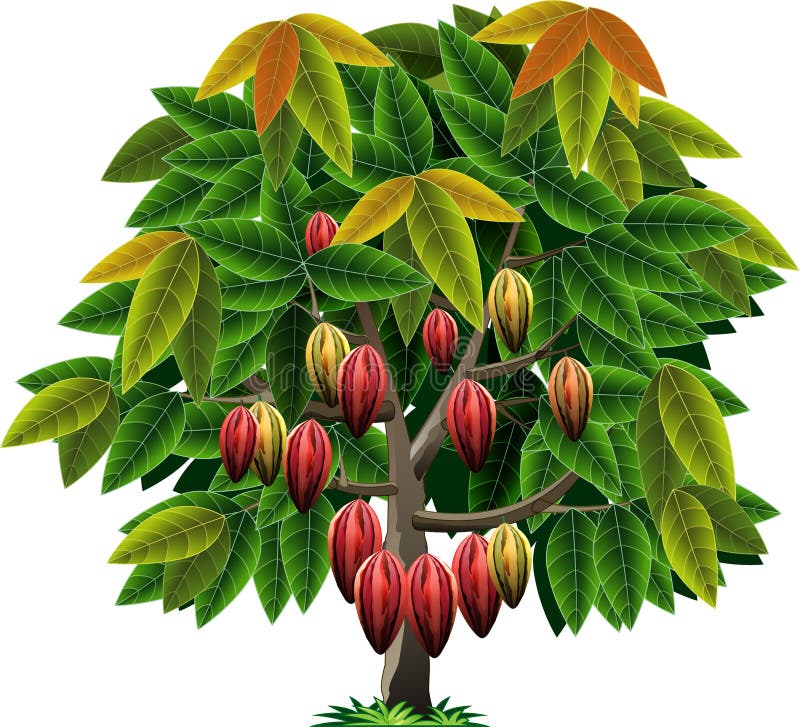 Vector cocoa tree. 