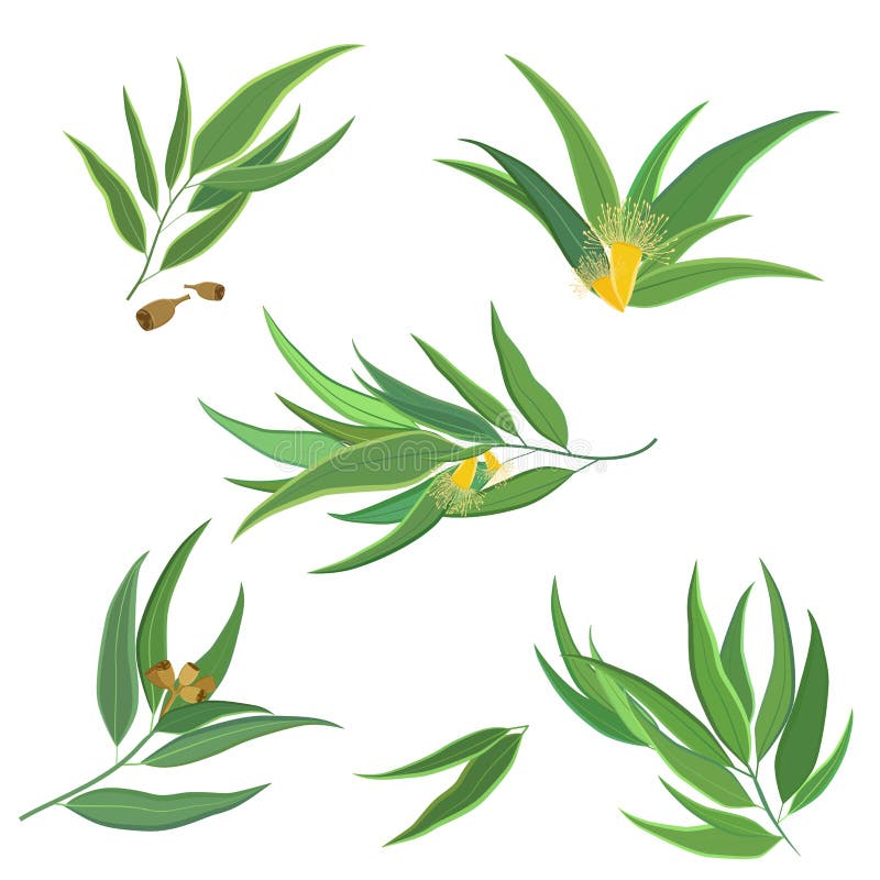 Vector collection of eucalyptus leaves, flowers stock illustration.