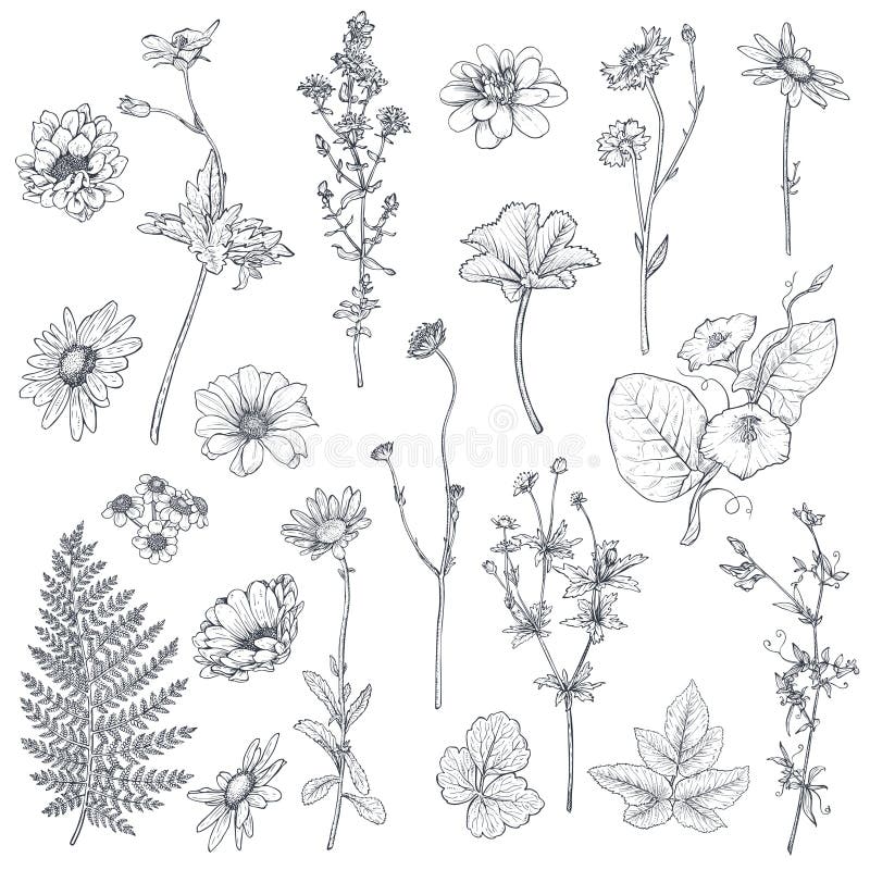 Vector Collection of Hand Drawn Ocean Plants and Coral Reef Elements ...