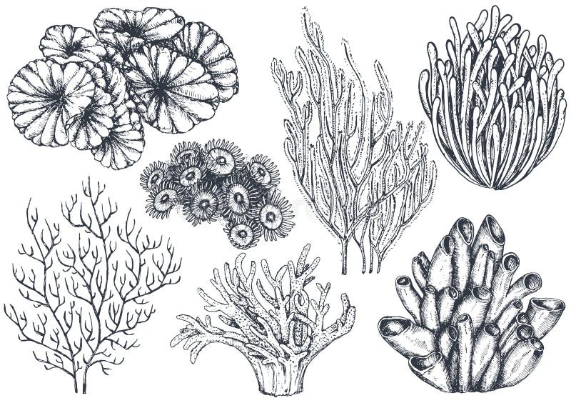 Vector collection of hand drawn ocean plants and coral reef elements. 
