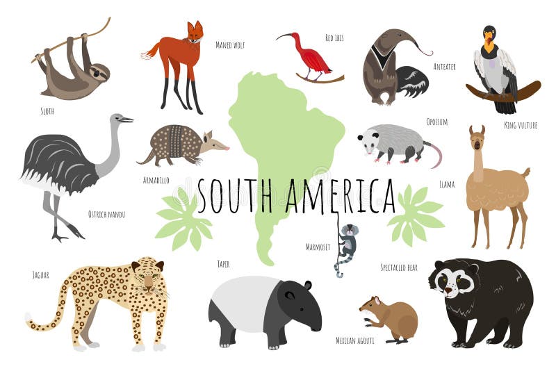 South American Animals Stock Illustrations – 338 South American Animals Stock Illustrations, Vectors & Clipart - Dreamstime South American Animals Stock Illustrations – 338 South American Animals Stock Illustrations, Vectors & Clipart - Dreamstime