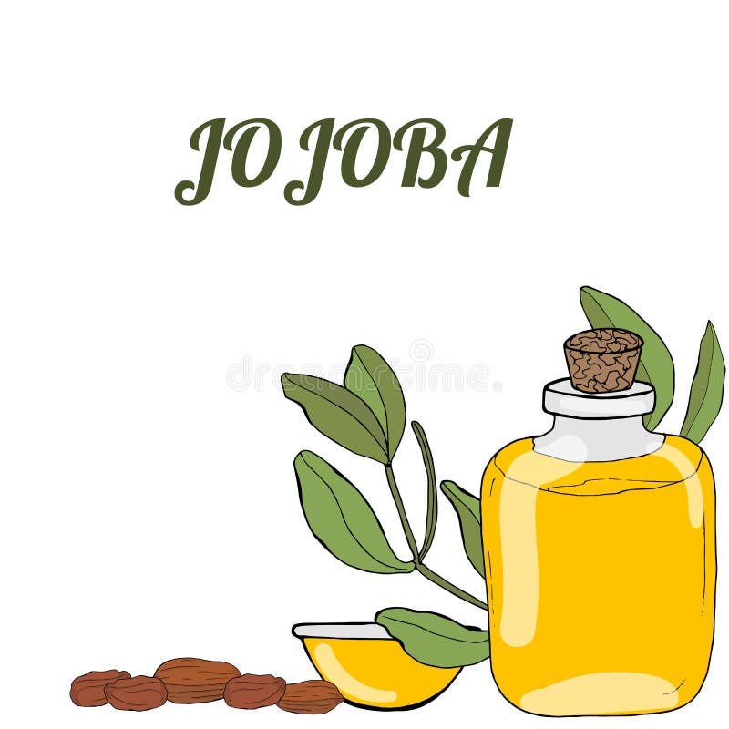 Template jojoba vector illustration Template jojoba vector illustration