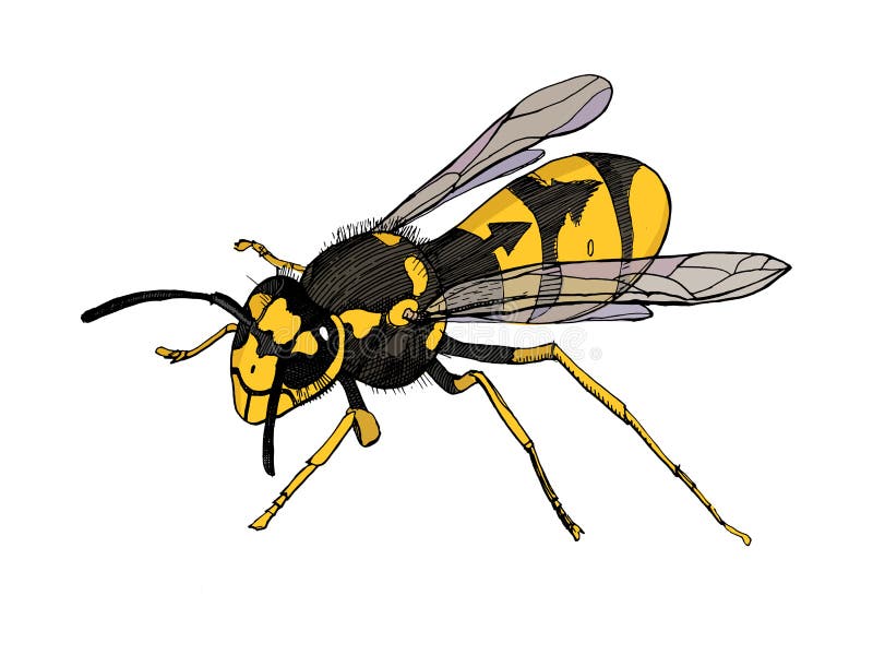 Vector Sketch Illustration of the Wasp.Detailed Hand Drawn Illustration