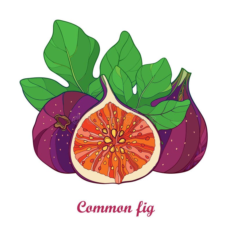 Vector composition with outline Common Fig or Ficus carica. 