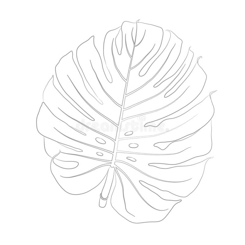 Vector Contour Illustration of Monstera for Coloring Book
