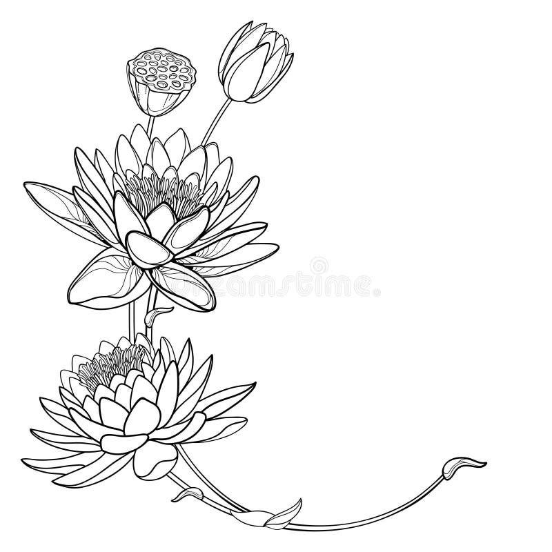4,267 Water Lily Tattoo Images, Stock Photos & Vectors | Shutterstock