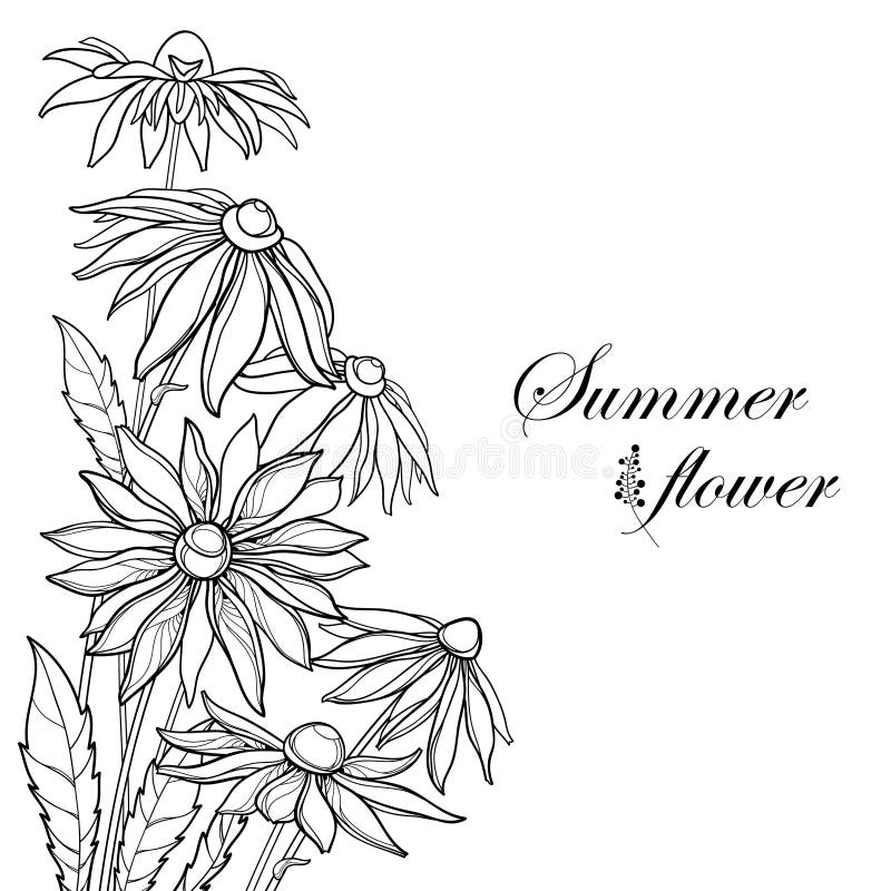 Vector Corner Bouquet With Outline Rudbeckia Hirta Or Black Eyed Susan Flower Ornate Leaf And Bud In Black Isolated On White Stock Vector Illustration Of Bunch Botany 131435523