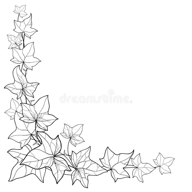 Drawing an Ivy leaf - Step by Step 