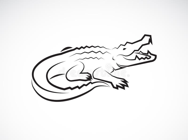 Vector of Crocodile Design on White Background. Wild Animals. Reptile Stock  Vector - Illustration of croc, background: 169458222