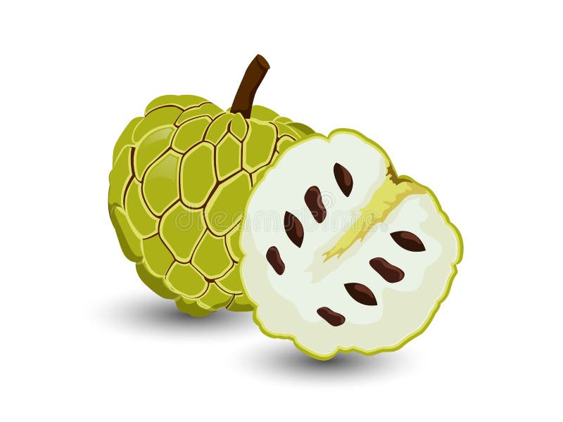 Custard apple vector stock vector. Illustration of food 21603664