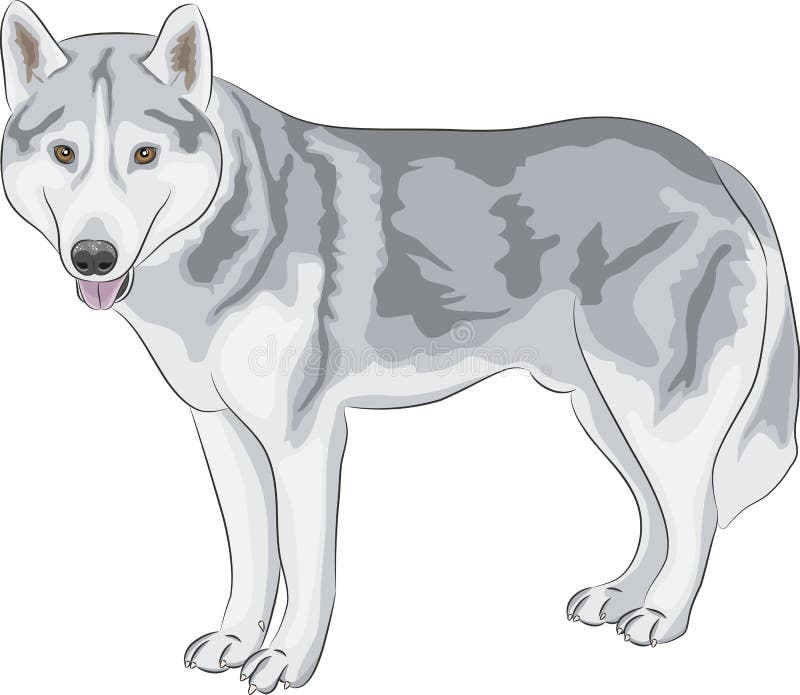 Download Czechoslovakian Wolfdog, Czechoslovakian Vlcak Dog Digital Art Illustration Isolated On White ...