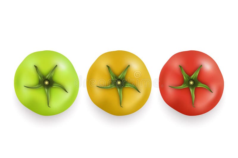 Vector 3d realistic green, yellow and red tomato icon set closeup isolated on white background. Top view. Design