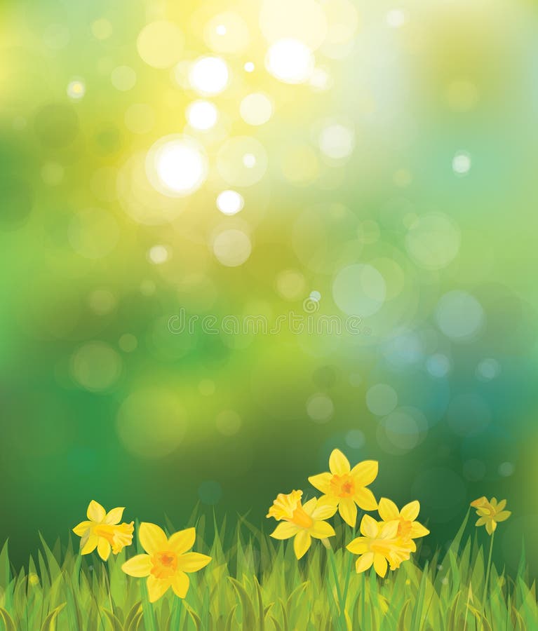 Vector of daffodil flowers on spring background. royalty free illustration Vector of daffodil flowers on spring background. royalty free illustration