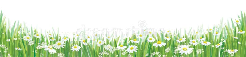 Vector daisy flowers field. royalty free illustration