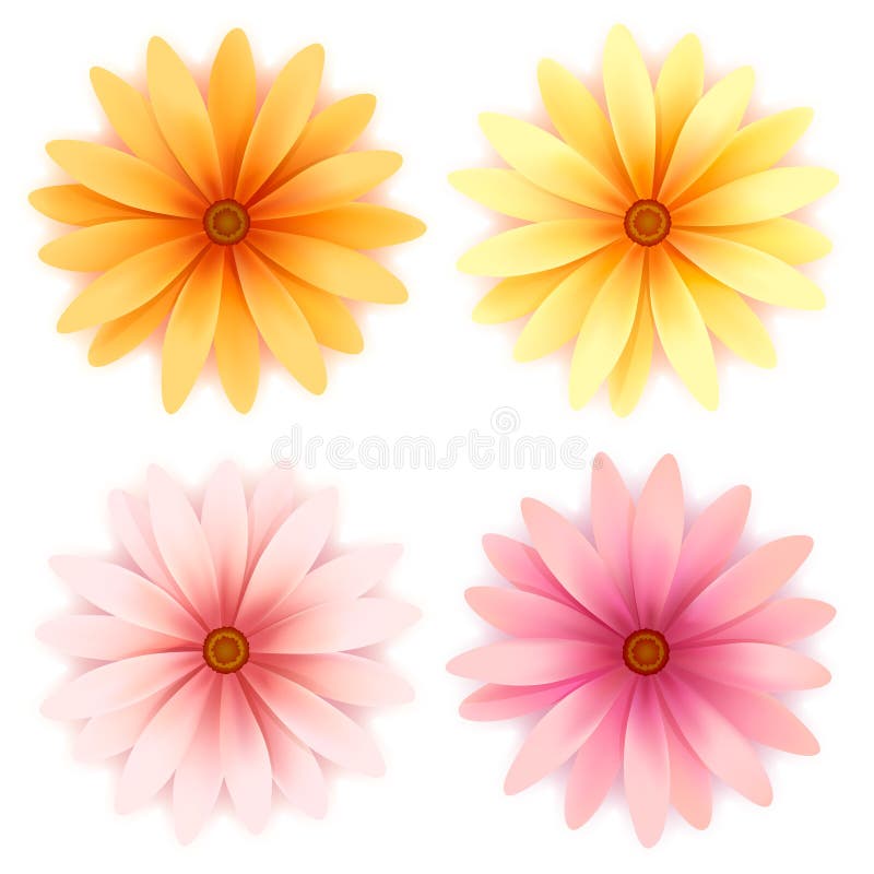 Vector daisy flowers set isolated on white vector illustration Vector daisy flowers set isolated on white vector illustration