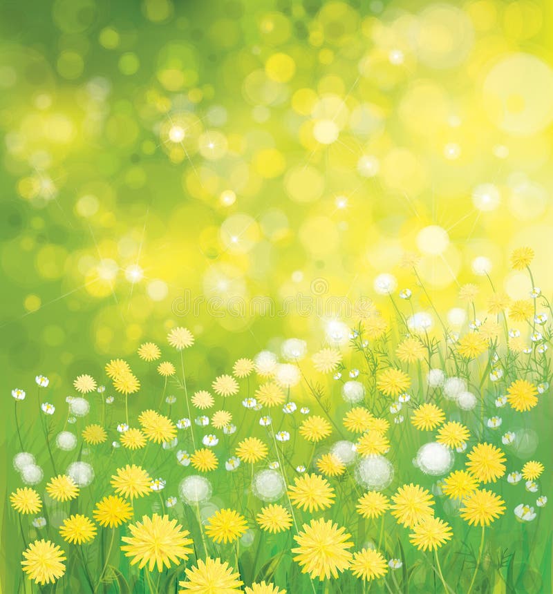 Vector dandelions flowers field. stock illustration