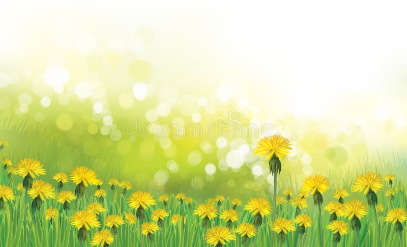 Vector dandelions flowers field. royalty free illustration