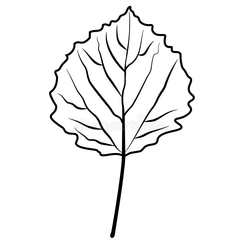 Vector De Hojas De Linden Negro Y Blanco Ilustración del Vector