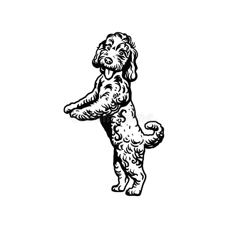 Vector de mezcla labradoodle ilustración aislada en fondo blanco ilustración del vector