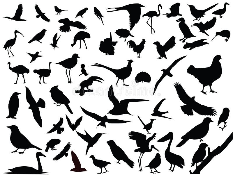 Vector de pájaros aislados libre illustration Vector de pájaros aislados libre illustration