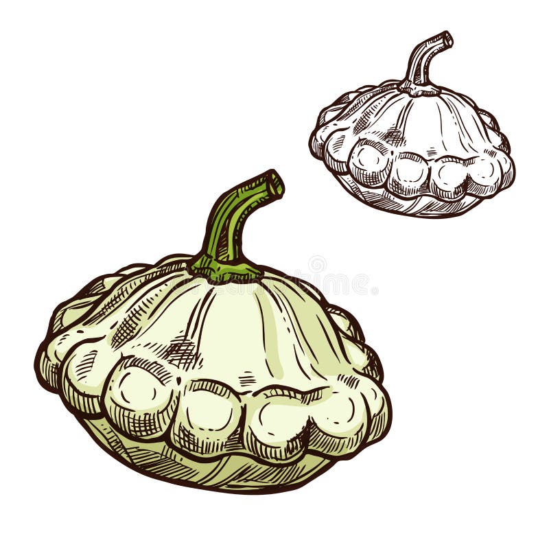Vector de schets plantaardig pictogram van de Pattypanpompoen royalty-vrije illustratie Vector de schets plantaardig pictogram van de Pattypanpompoen royalty-vrije illustratie