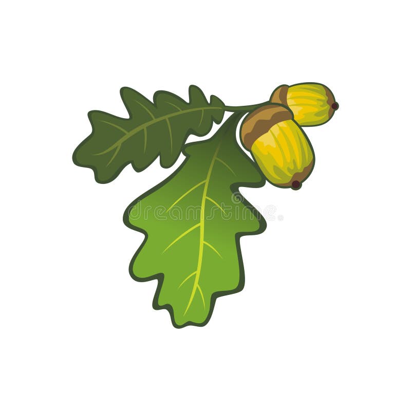 Vector del diseño de la hoja y de la fruta del roble libre illustration