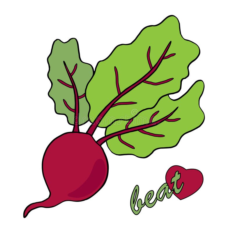 Vector del ejemplo de las remolachas Fondo blanco libre illustration Vector del ejemplo de las remolachas Fondo blanco libre illustration