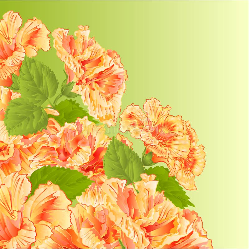 Vector del hibisco del amarillo del arbusto floreciente libre illustration Vector del hibisco del amarillo del arbusto floreciente libre illustration