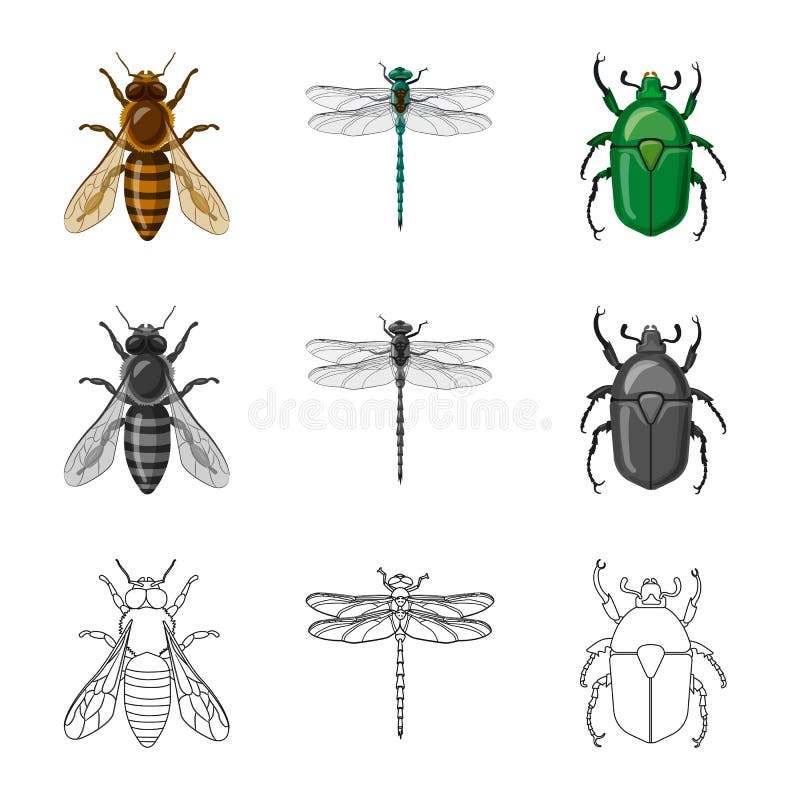 Isolated object of insect and fly logo. Collection of insect and element vector icon for stock. vector illustration Isolated object of insect and fly logo. Collection of insect and element vector icon for stock. vector illustration