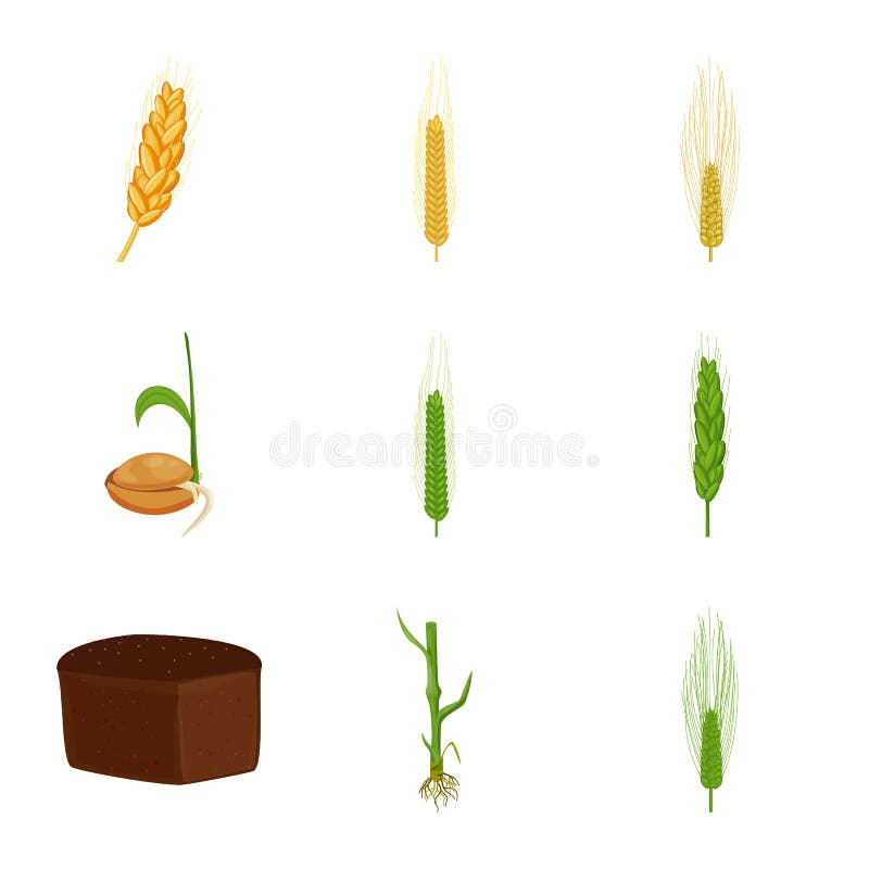 Vector Design of Wheat and Corn Icon. Set of Wheat and Harvest Stock ...