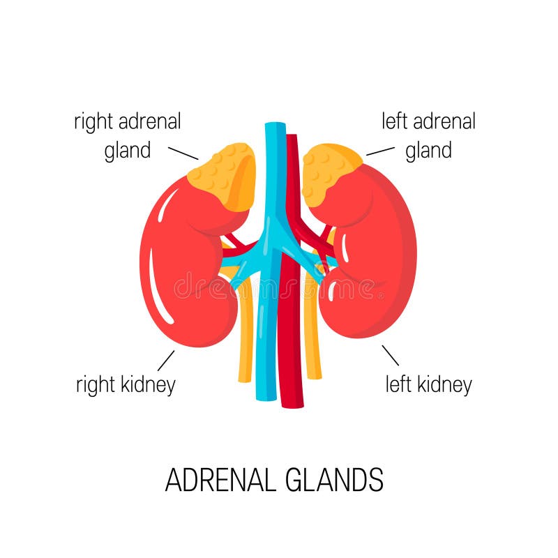 adrenal gland main function adrenal gland main function