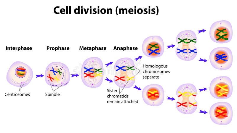 Meiosis Chart