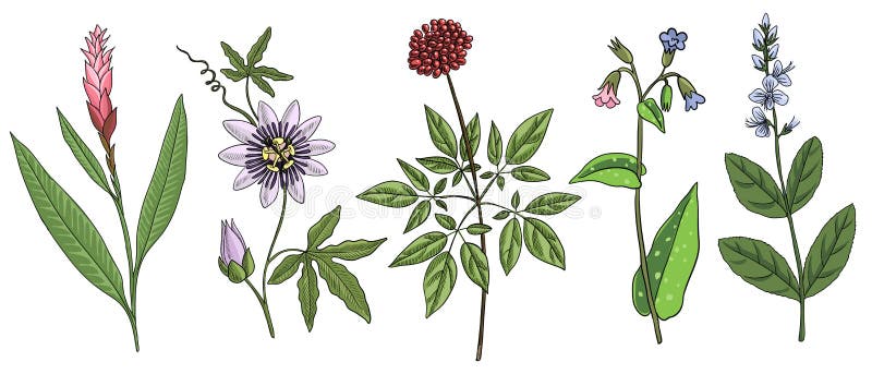 Vector Dibujo Plantas Medicinales Ilustración del Vector - Ilustración de  jengibre, fondo: 212257095