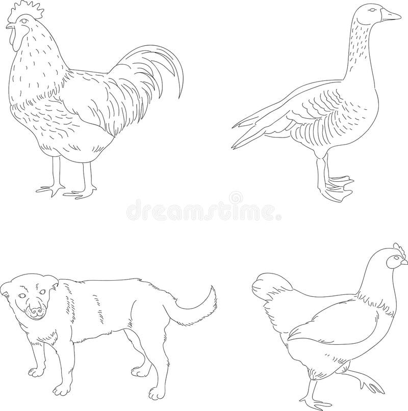 Vector domestic animals