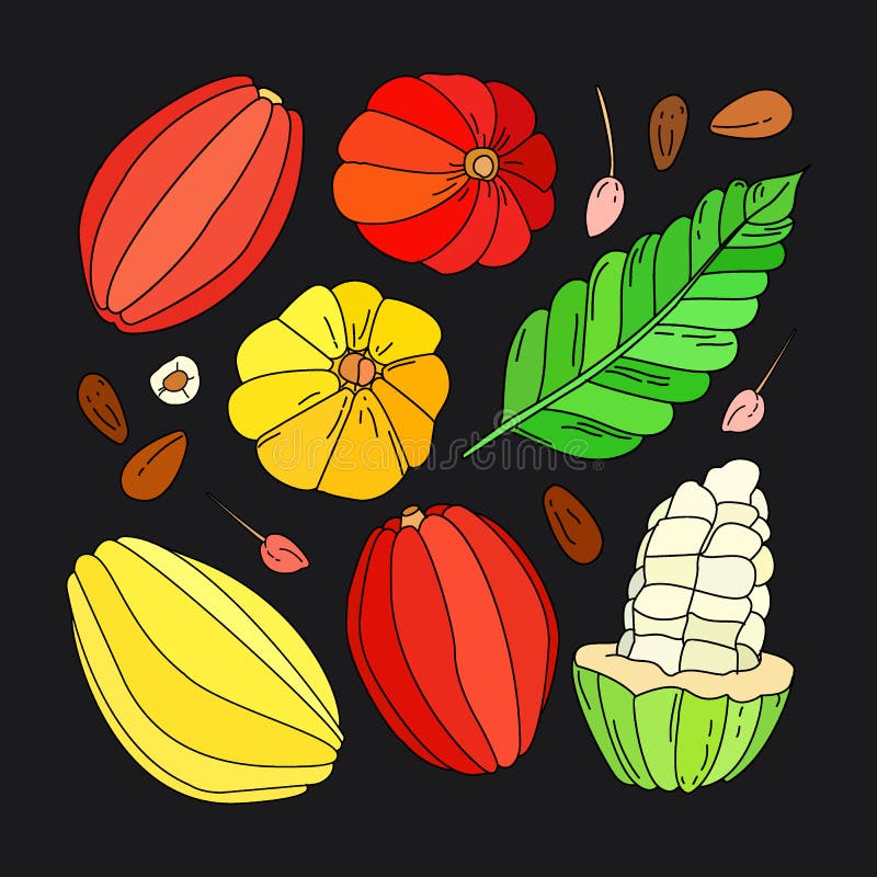 Vector Doodle Cacao Fruit Illustration Set Stock Illustration