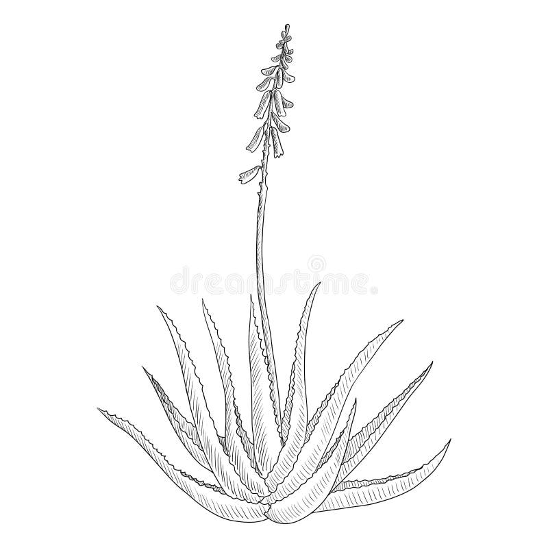 Aloe Vera Line Drawing Plant Vector Stock Illustrations – 394 Aloe Vera Line Drawing Plant Vector Illustrations, Vectors & Clipart - Dreamstime