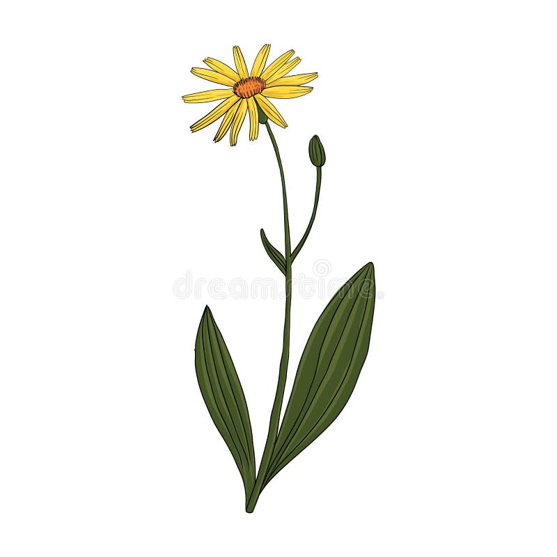 Arnica, Drawing by Colored Pencils Stock Illustration - Illustration of ...