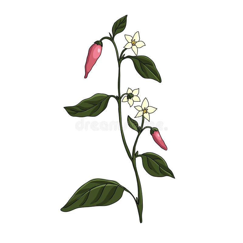 Vector Drawing Cayenne Pepper Plant Stock Vector Illustration of