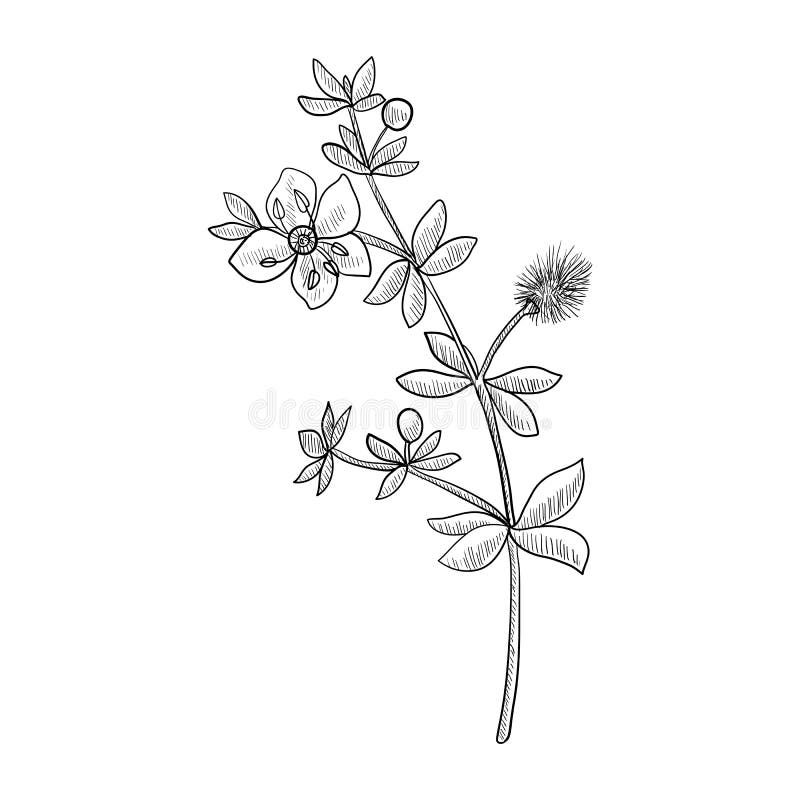 Vector drawing chaparral stock vector. Illustration of blossom 183537715