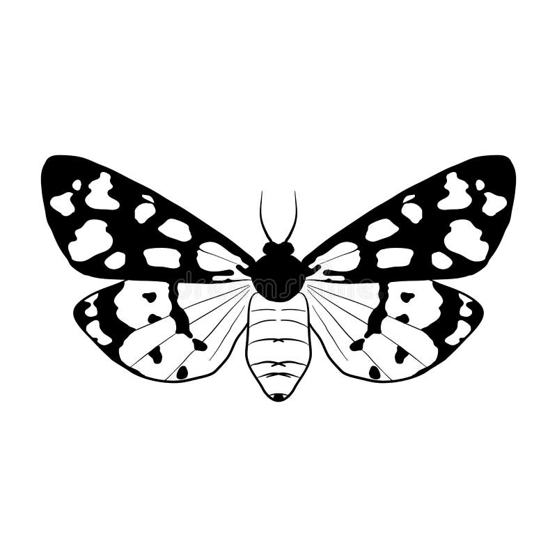 Vector drawing cream-spot tiger butterfly royalty free illustration