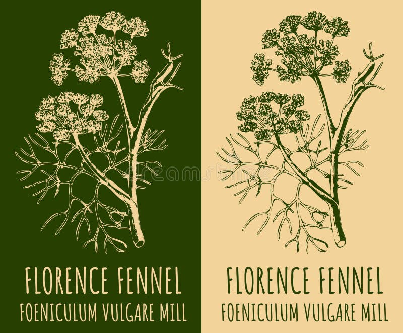 Fennel (Foeniculum vulgare Mill.) (from Gäbler, 1982) | Download Scientific  Diagram