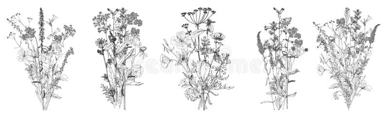 Vector drawing flowers