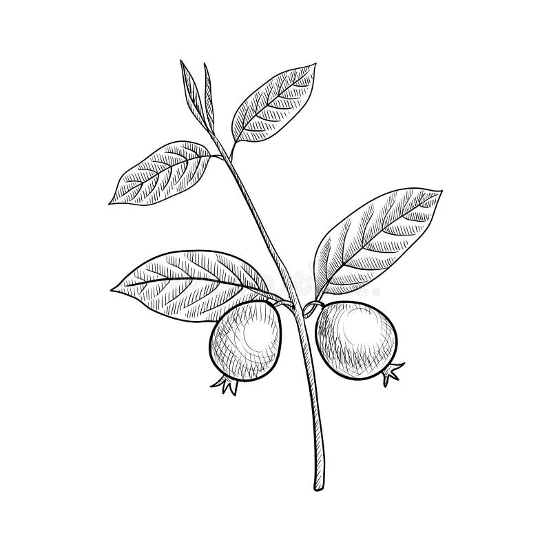 Vector drawing guava tree. 