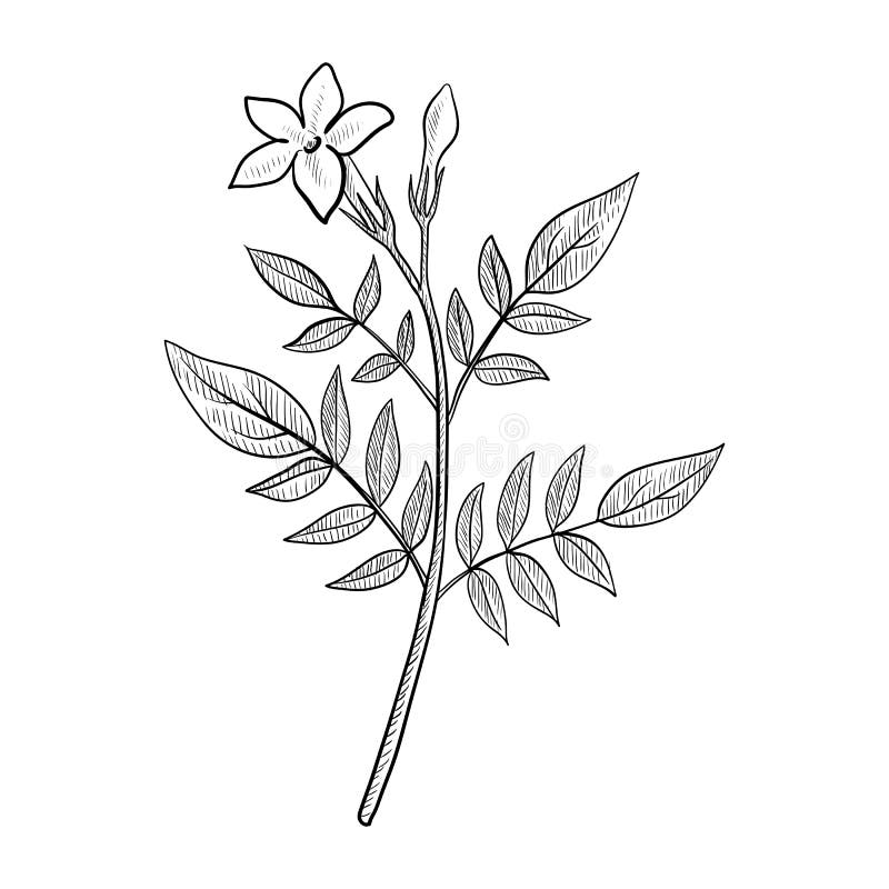 Vector drawing jasmine stock vector. Illustration of background 183537782